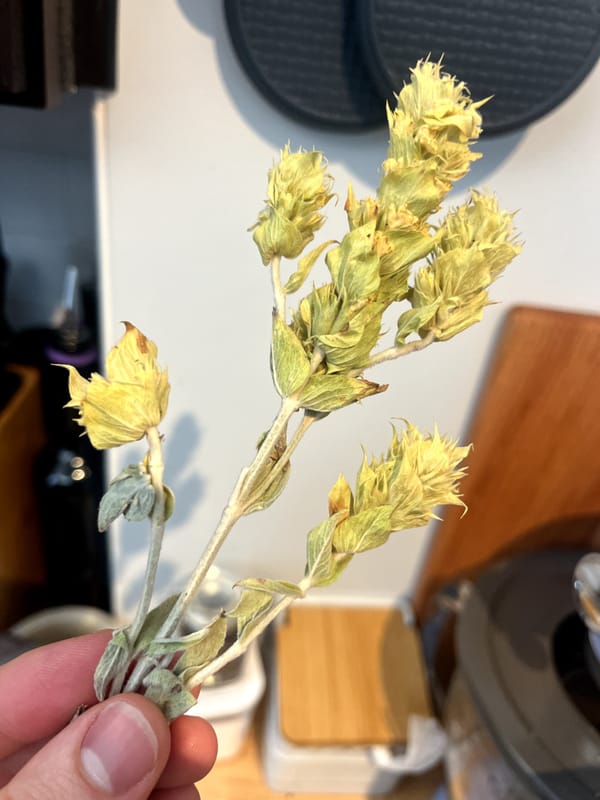A stalk of 'tea' (tisane) all the way from Mt. Olympus Greece!